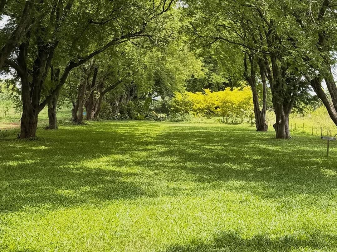 The wide shaded lawn at 555 Sunshine cafe in Khao Yai, framed by mature trees with a yellow flowering bush at the far end